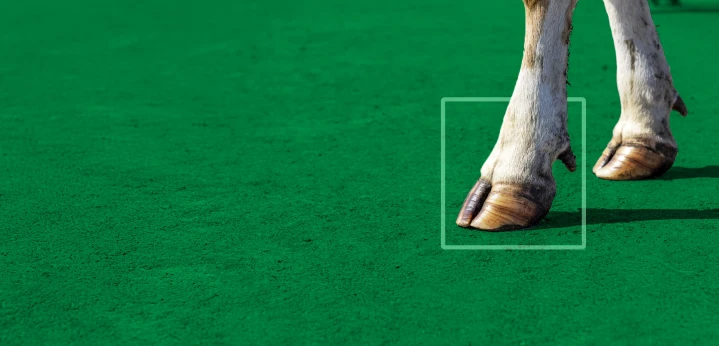 Cow leg