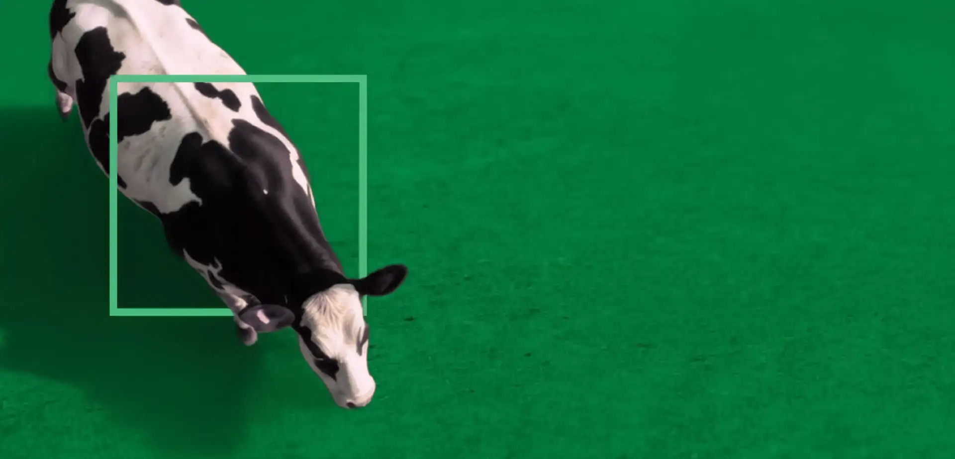 Cow top view